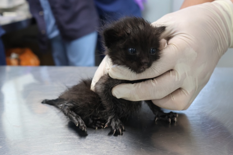 제주 동물보호센터_450650202502793